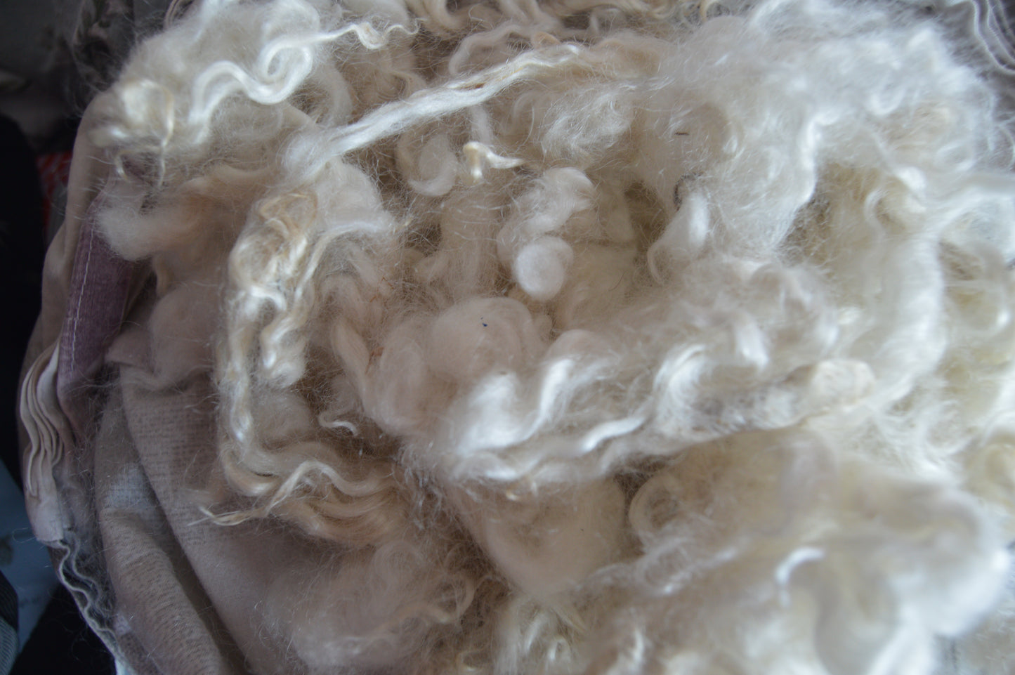 Mohair fleece from Aggie