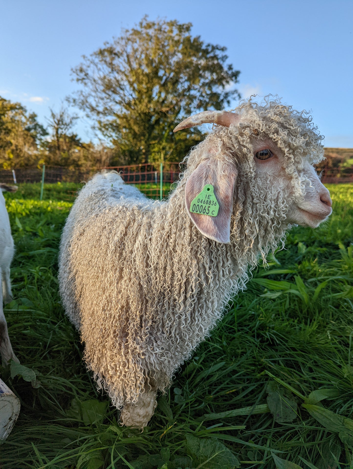 Mohair fleece from Aggie