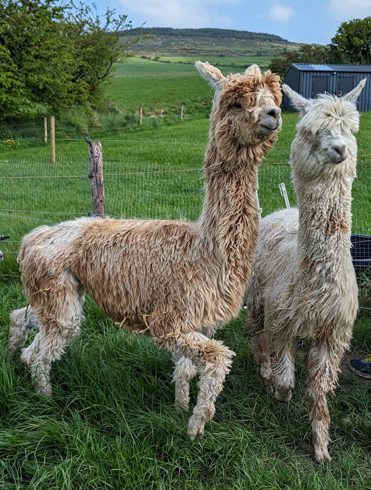 Alpaca fleece from Spice