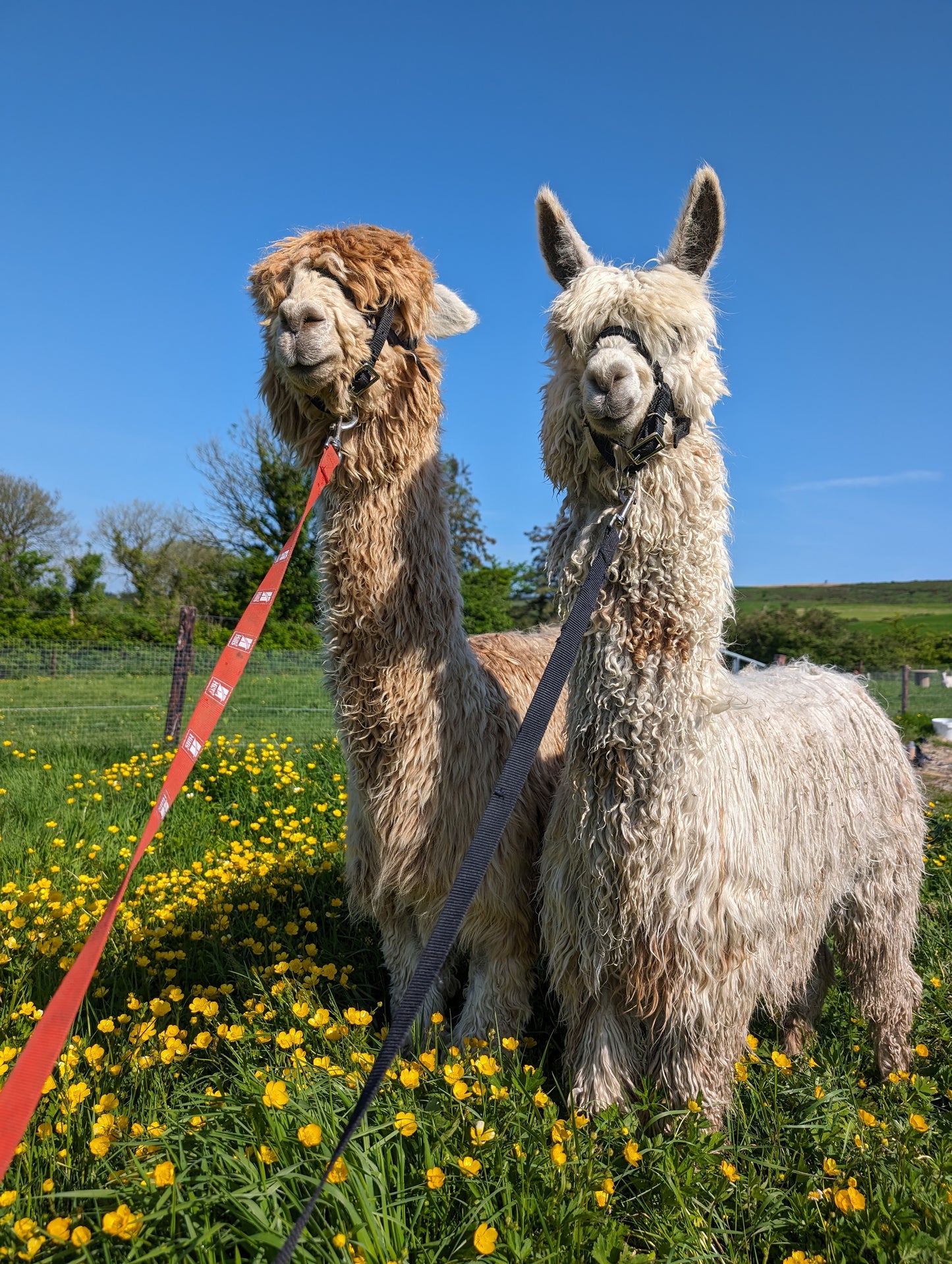 Alpaca fleece from Spice