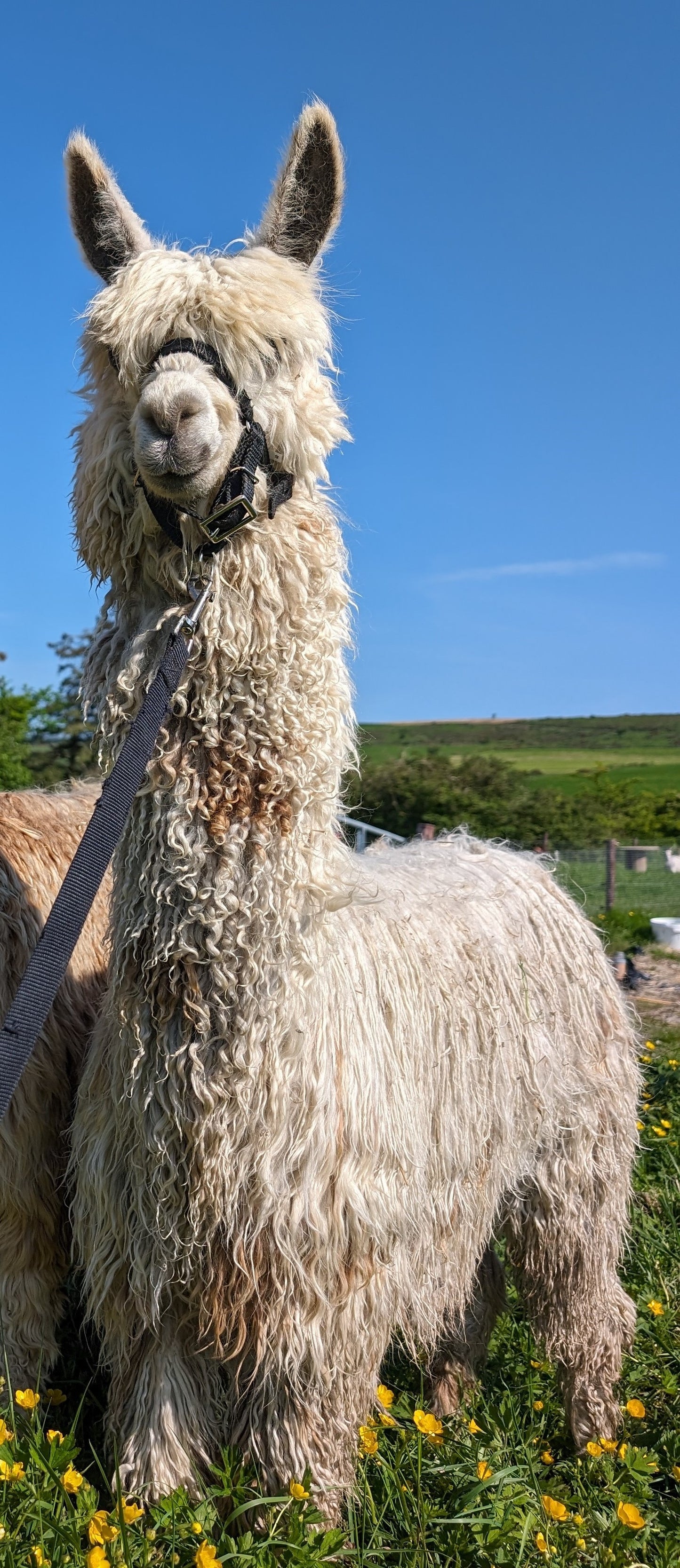 Alpaca fleece from Sugar