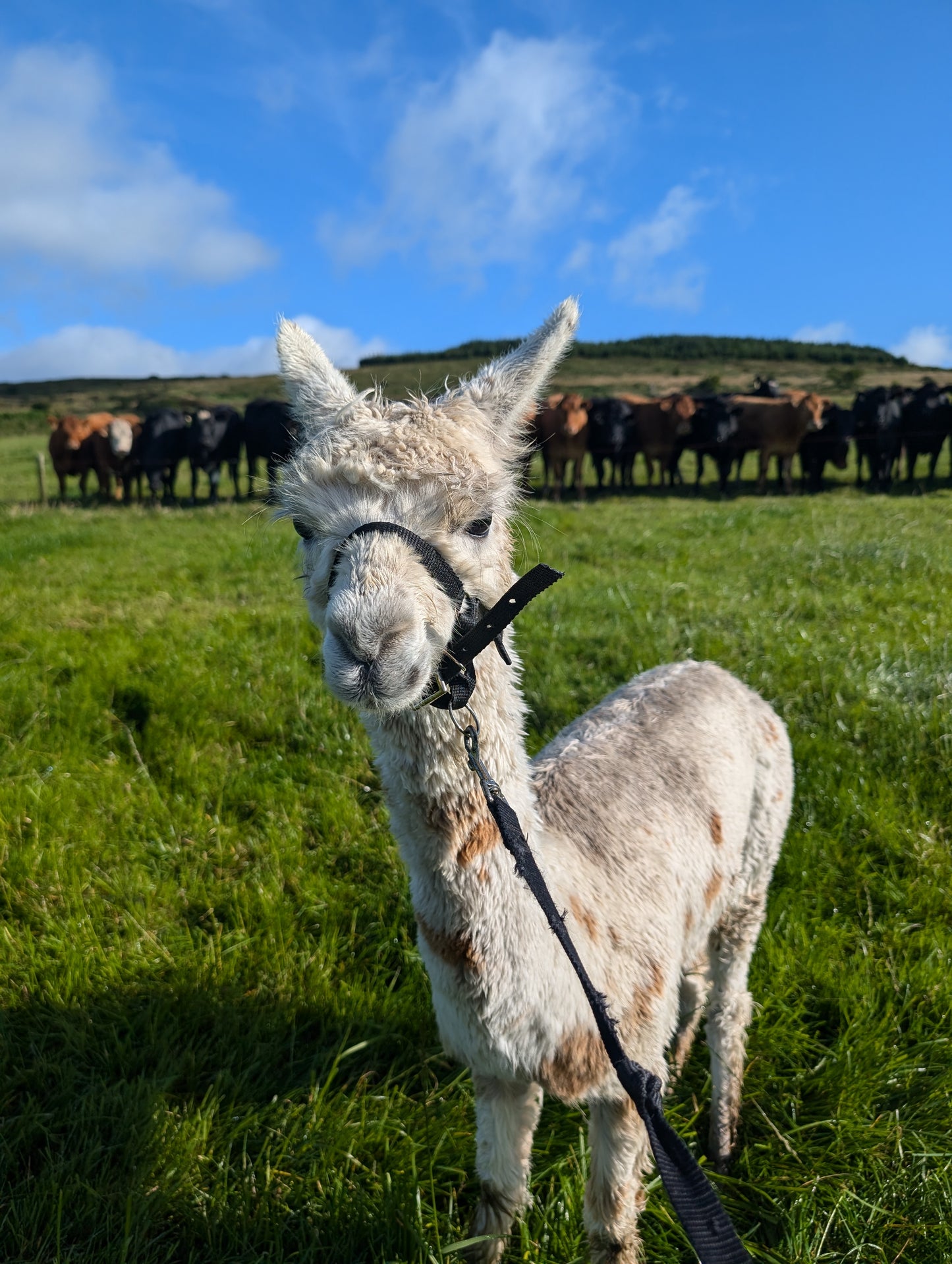 Alpaca fleece from Sugar